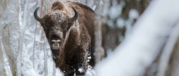 На Вінниччині завершили зимовий облік зубрів підрахували популяцію, яка занесена до Червоної книги