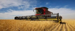На Вінниччині зернові та зернобобові культури зібрали на 70% площ