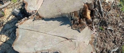 На Жмеринщині незаконно вирубали дерев на понад 800 тис. грн
