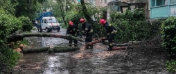 Негода валила дерева на вулицях Вінниці та дорогах області
