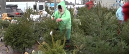 Огляд ялинкових базарів Вінниці асортимент, де придбати та які ціни на ялинки та сосни з Карпат