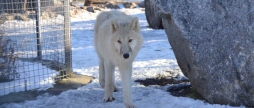 Подільський зоопарк шукає у Вінниці “опікунів” для полярних вовків