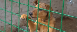 Понад 200 собак з вінницького притулку для тварин «Планета» потребують вашої підтримки