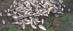 Понад 60 кг незаконного улову поліція Вінницької області масового викриває порушників на водоймах