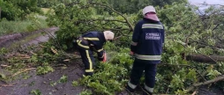 Понад три десятки дерев повалив сильний вітер на Вінниччині