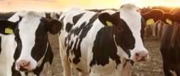 Попри скорочення поголів’я, Вінницька область у ТОП-3 тваринницьких регіонів