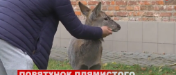 Викупив і врятував від смерті. Вінничанин доглядає маленького оленя