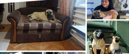 Ще п'ять собак у Вінницького муніципального притулку знайшли нових господарів