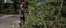 Шість виїздів за добу рятувальники Вінниччини розчищали дороги від повалених дерев