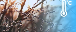 Скільки днів ще протримаються на Вінниччині нічні морози — синоптики дивують прогнозами