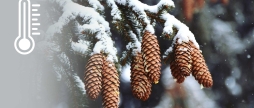 Сніжну та морозну погоду прогнозують у Вінниці 5 січня