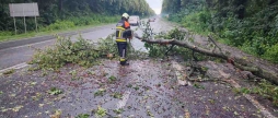 Сильний вітер повалив дерева у двох районах Вінниччини
