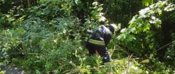 Сильний вітер повалив дерева у Хмільницькому та Тульчинському районах