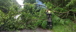 Сильний вітер повалив дерева у п'ятьох районах Вінниччини