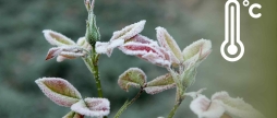 Синоптики знову попереджають вінничан про заморозки на поверхні грунту