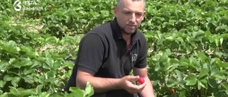 То заморозки, то зливи вінницькі фермери борються за кожну ягоду цьогорічного врожаю полуниці