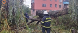 У Гнівані рятувальники прибрали з дороги дерево - впало через сильний вітер