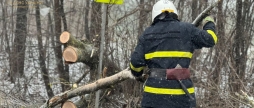 У Літинській громаді дерево впало на трасу та перекрило рух автотранспорту