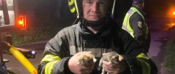 У Літинській громаді пожежники врятували з палаючої будівлі двох кошенят