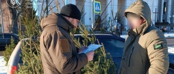 У Немирові виявили незаконний продаж новорічних ялинок