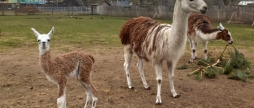 У Подільському зоопарку у родині лам народилося дитинча