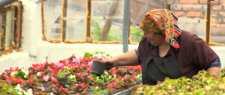 У теплицях «Вінницязеленбуду» вирощують 300 тисяч саджанців різних рослин