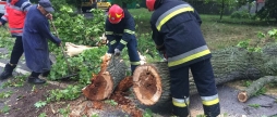 У трьох районах Вінниччини повалені вітром дерева перекрили автошляхи