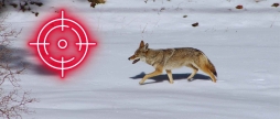 У Тульчинському районі продовжать відстріл лисиць, вовків і шакалів