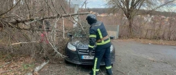 У Вінниці повалене вітром дерево впало на автомобіль