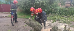 У Вінниці рятувальники прибрали дерево, яке впало на лінію електропередач