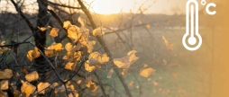 У Вінниці 25 листопада синоптики обіцяють вдень до шести градусів тепла