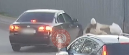 У Вінниці автомобіля KIA збив дівчину на пішохідному переході