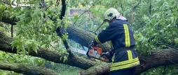 У Вінниці дерево впало на припарковане авто через сильний вітер