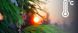 У Вінниці фіксують черговий температурний рекорд, але прогнозують на 9 січня мокрий сніг