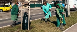 У Вінниці почали встановлювати мішки для поливу молодих дерев