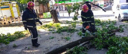 У Вінниці прямо посеред вулиці, неподалік районної лікарні впало дерево