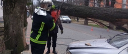 У Вінниці вітер повалив дерево на припаркований легковик