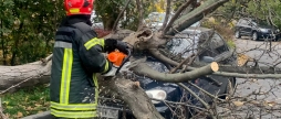 У Вінниці внаслідок негоди дерево впало на припаркований легковик
