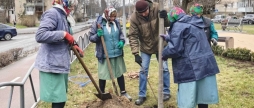 У Вінниці висадили тюльпанові дерева та пекінський бузок на проспекті Космонавтів