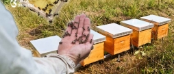 У Вінниці вже 34 пасічники отримали фінансову підтримку від міськради заявки продовжують надходити