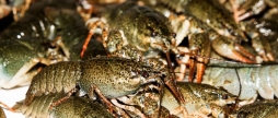 У Вінницькій області стартує заборона на вилов раків