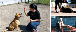 У Вінницькому муніципальному притулку для тварин нещодавно запрацювала кінологиня