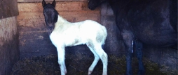 У вінницькому зоопарку народилось незвичне “монохромне” лоша