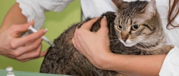 У Вінницьких Хуторах безкоштовно вакцинуватимуть собак і котів