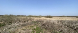 У Війтівецькій громаді невідомі забруднили земельну ділянку хімікатами