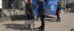 В мікрорайоні Бучми триває профілактична вакцинація тварин від сказу