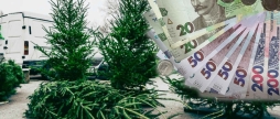 В Україні озвучили вартість різдвяних ялинок ціни у регіонах різняться