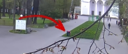 Вінничан обурило відео жінка серед білого дня краде цибулини квітів з клумби центрального парку