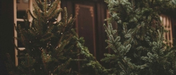 Вінничан штрафуватимуть за новорічні ялинки скільки доведеться заплатити за незаконне дерево