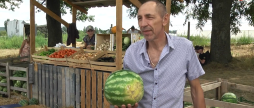 Вінницькі кавуни: у місті вже три роки на фермерському господарстві вирощують баштанні культури